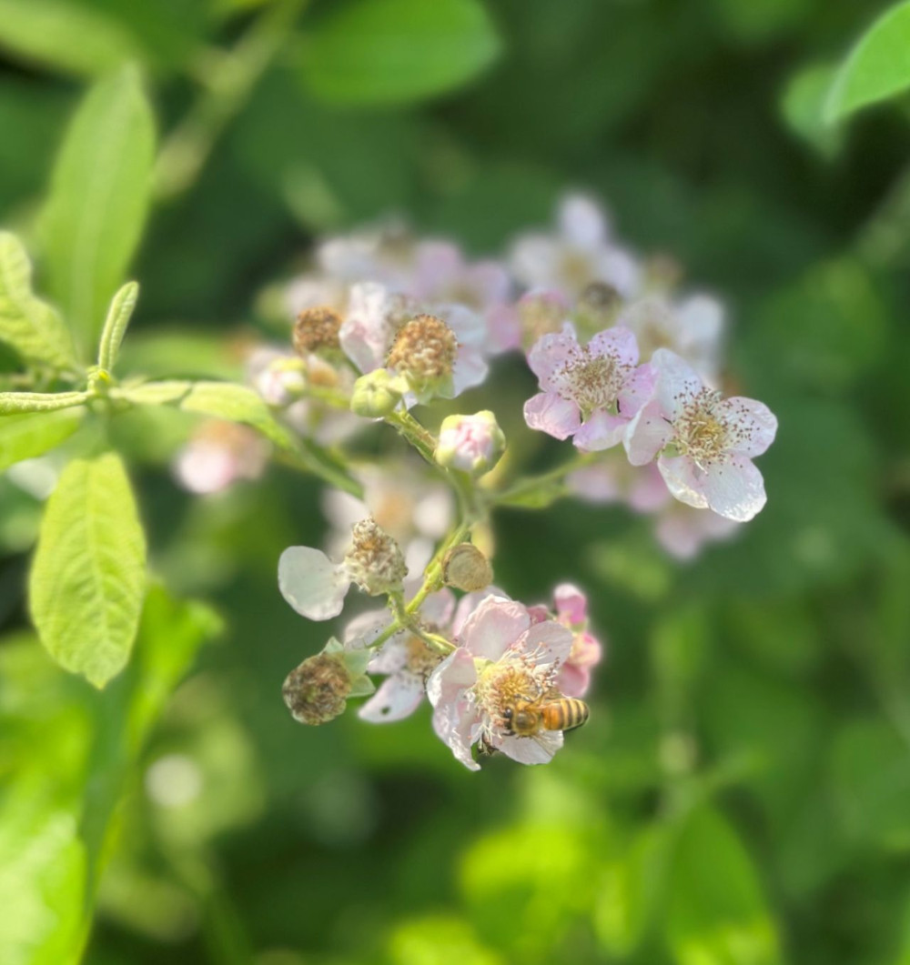 La protection de la biodiversité